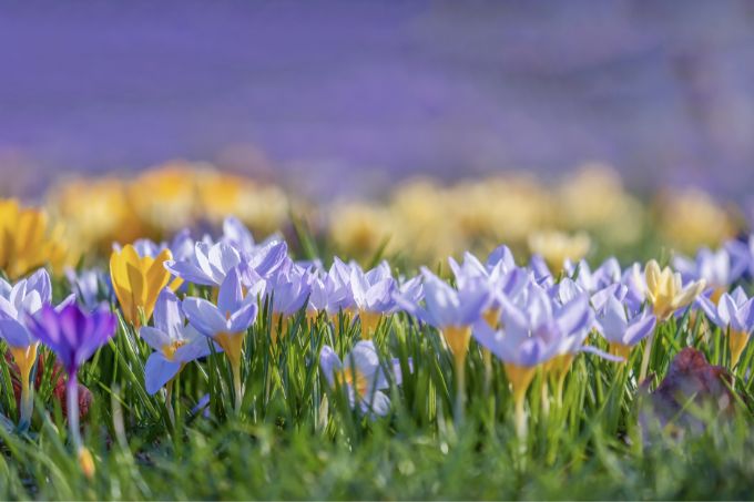 केसर के पौधे की देखभाल - Take Care Of Saffron Plant In Hindi